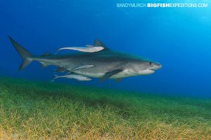 Tiger Sharks on the Grass at Tiger Beach