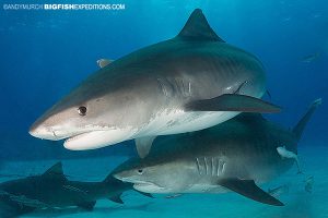 Two big tiger sharks at Tiger Beach