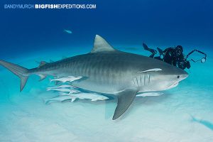 Tiger Beach shark diving