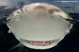 A lemon shark noses the camera during a split frame photography session