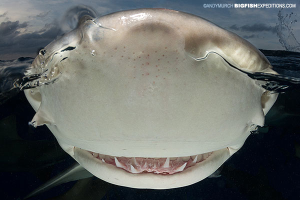 A lemon shark noses the camera during a split frame photography session