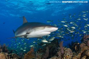 A caribbean reef shark cruising over the reef at Fish Tales