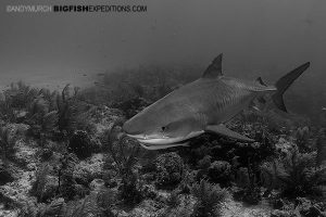 Tiger Beach shark diving