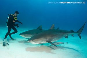 Diver with two tiger sharks at Tiger Beach
