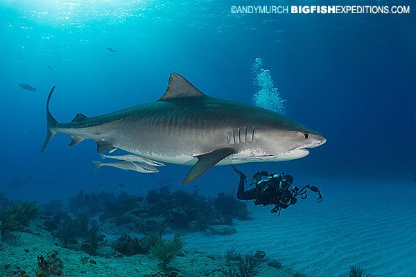 Tiger shark diving at tiger beach