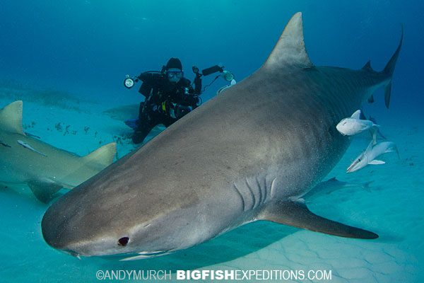 Diving with a big tiger shark