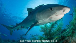 Tiger Shark swimming over the reef at Tiger Beach