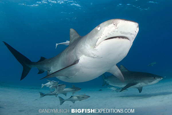 Tiger Sharks at Tiger Beach