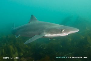 Tope Shark