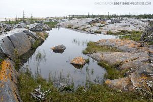 Tundra Landscape