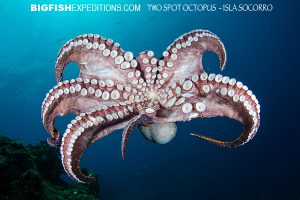 Diving with a two spotted octopus Isla Socorro