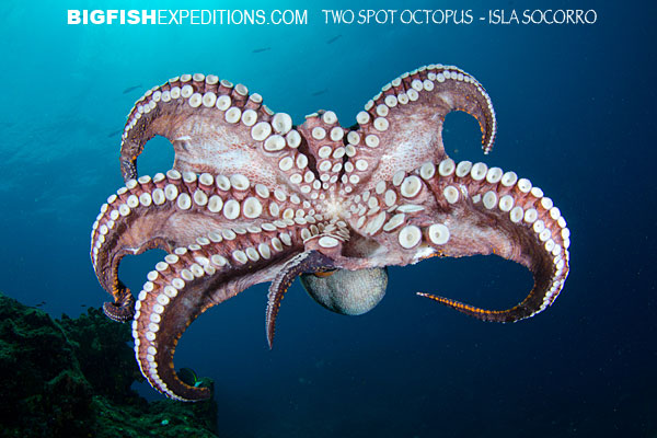 Diving with a two spotted octopus Isla Socorro