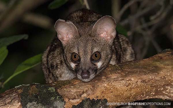 African Genet night trekking in Kibale, Uganda