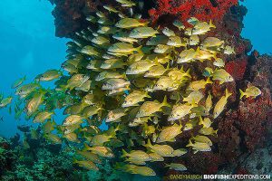 Beautiful underwater reef in Cancun