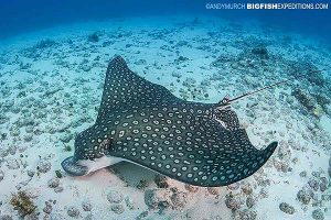 Eagle ray in Cancun diving