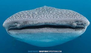 Swimming with a huge whale shark