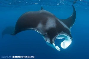 Whale sharks and manta rays swimming