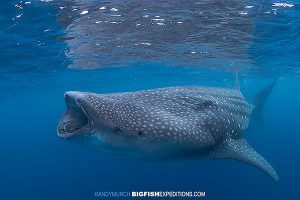 Swimming with whale sharks in Mexico