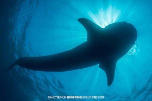 Whale shark silhouette while snorkeling