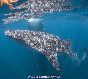 Lots of whale sharks to snorkel with