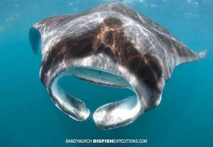 Snorkeling with manta rays