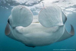 Manta ray snorkeling in Mexico