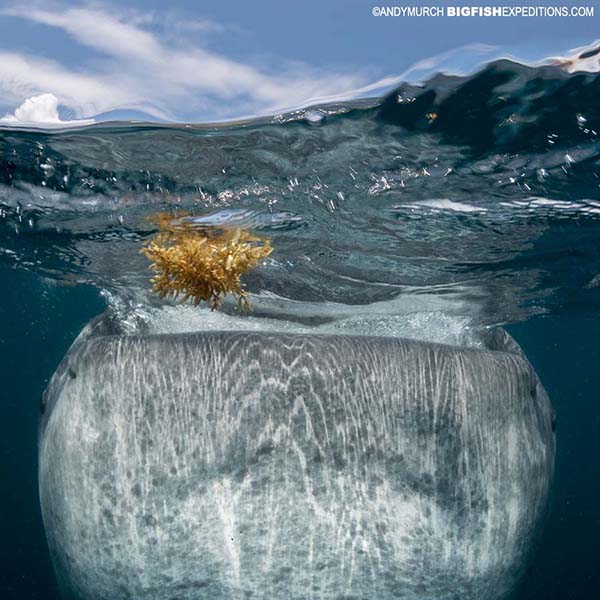 A whale shark in Mexico snorkeling