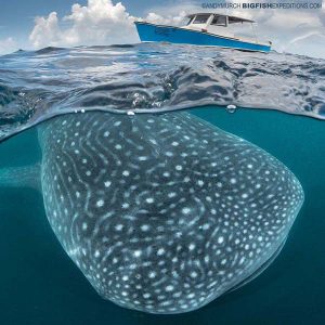 Whale shark and boat over-under