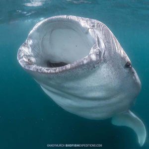 Whale shark mouth