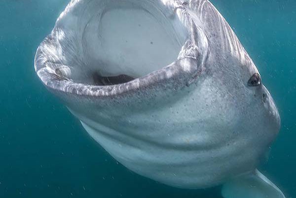 Whale shark mouth