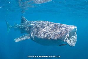 Whale shark snorkeling in Isla Mujeres