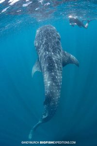 Snorkeling with a bottling whale shark