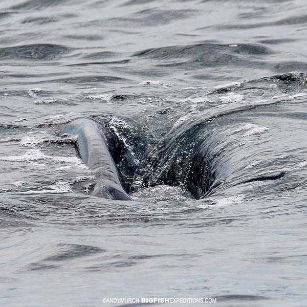 Whale shark feeding at the surface in Mexico