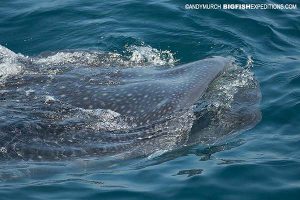 Whale shark feeding at the surface