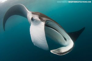 Mexican manta ray snorkeling