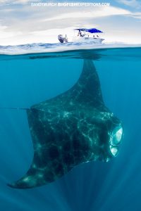 Massive manta in Isla Mujeres