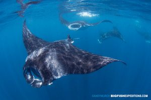 Snorkeling with lots of mantas in Mexico