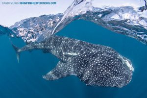 Whale shark feeding near the surface. Snorkelling with the biggest fish in the sea.