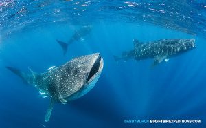 Three whale sharks swimming in Isla Mujeres Mexico
