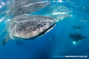 Snorkeling with whale sharks and manta rays