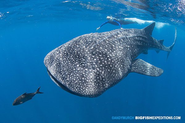 Snorkeler with a big whale shark
