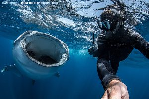 Swimming with a big whale shark.