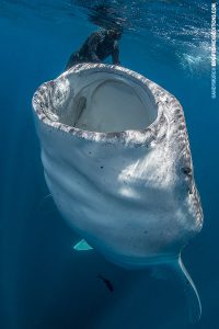 Snorkeling next to the mouth of a giant whale shark