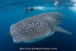 Diver with a whale shark