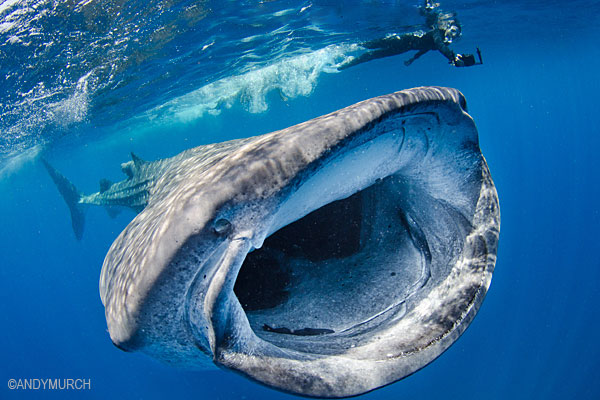 Whale shark diving in Isla Mujeres, Mexico