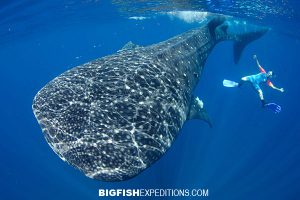 Whale Shark Diving Isla Mujeres2