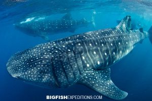 Whale sharks swimming