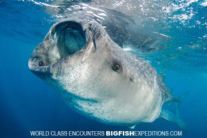 Big whale shark swimming