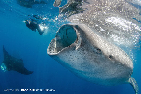 Diver with a whale shark and a manta
