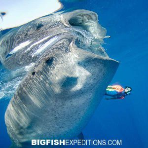 A diver swimming with a whale shark